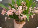 Oncidium Tsiku Maguerit Romantic Fantasy